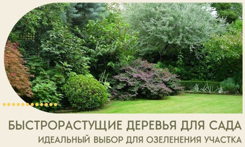 Быстрорастущие деревья для сада идеальный выбор в Тулуне