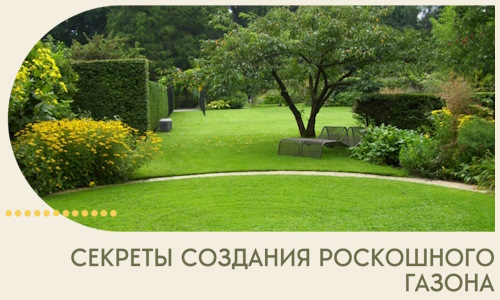Секреты создания роскошного газона в Тулуне